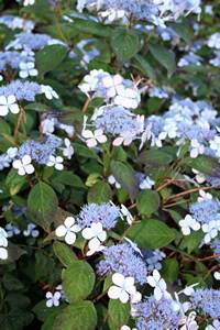 12 Blumen HSC