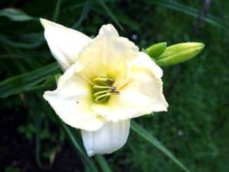 weiße Lilie