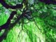 Baum
