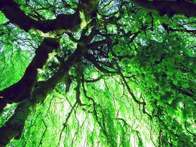 Baum