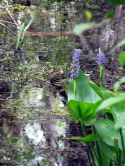 1_Blumen_Wasser_Florida