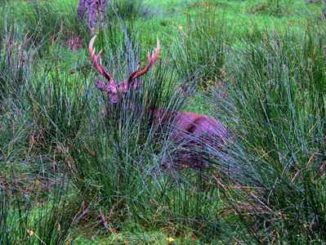 Hirsch