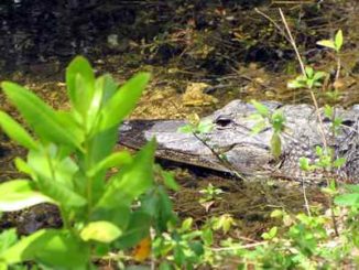 Krokodil in Florida