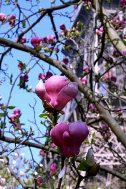 1_Magnolie_Paris_Alena