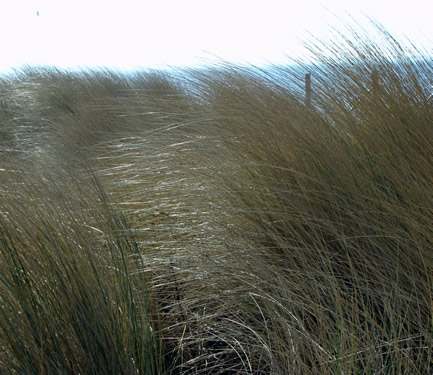 Gräser im Wind