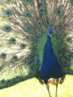 Wünsche und Erwartungen Pfau
