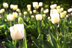 Gefühl der Schutzlosigkeit tulpen wiese gras