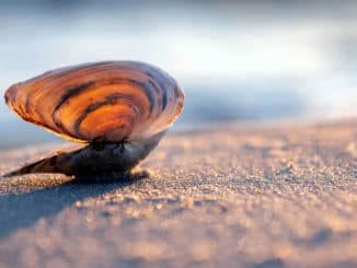 muschel sand