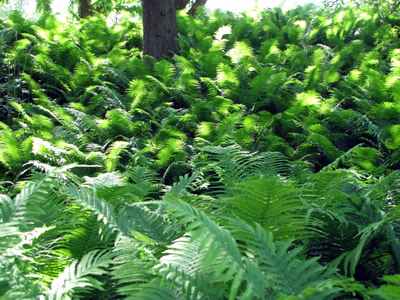 Farne im Botanischen Garten