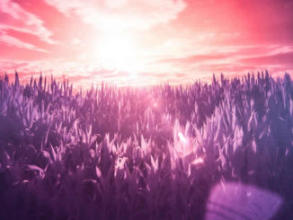 gras-violett-sonne-licht-infrared
