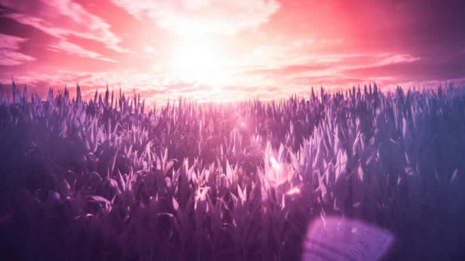 gras-violett-sonne-licht-infrared