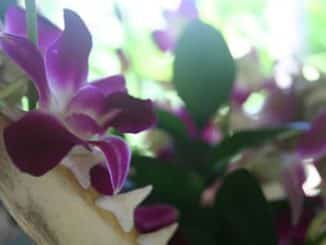 orchidee