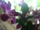 orchidee