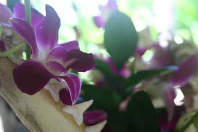 orchidee