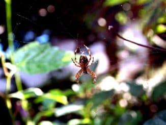 Spinne im Sonnenlicht