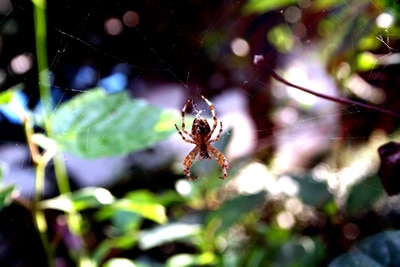 Spinne im Sonnenlicht