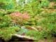 botanischer Garten