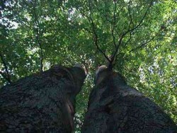 Mein Baum mein stiller Lehrer mächtiger Baum Baumstamm grüne Blätter