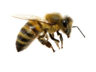 biene im flug