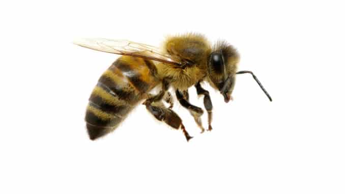 biene im flug