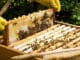 bienen imker waben