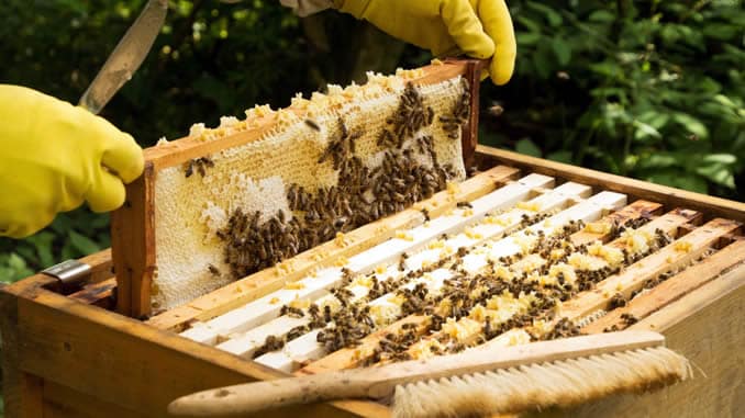 bienen imker waben
