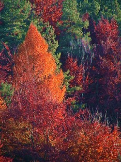 Herbstmotiv: Blätter im Wandel