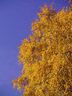 Herbstmotiv im Wandel der Jahreszeiten