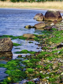 Algen, Meer und Steine