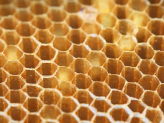 wabe bienen