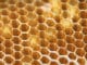 wabe bienen