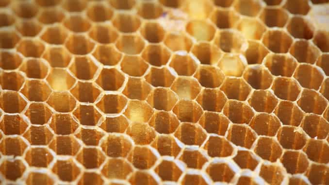 wabe bienen