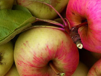 Aepfel-rot-gesund