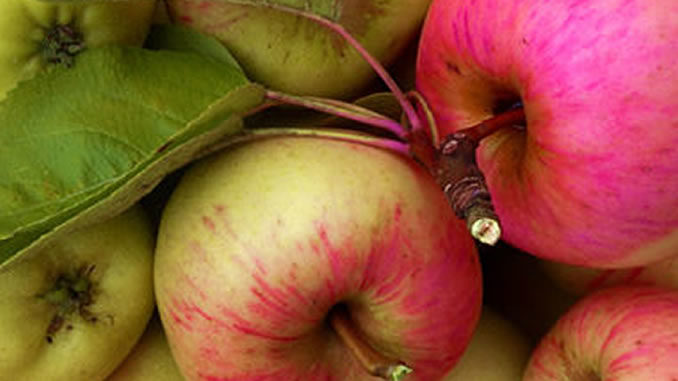 Aepfel-rot-gesund