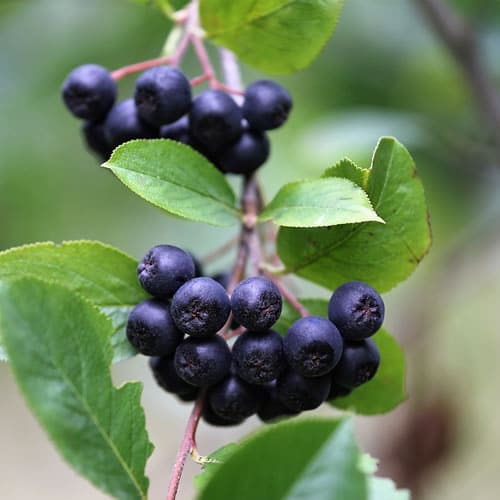 Aronia beere