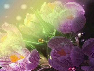 fruehling-erwachen-blumen.kaefer