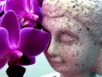 Buddha mit Orchidee