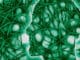 neuronale Pfade