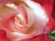 duftende Rose