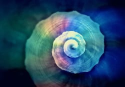 fossile Schnecke - Gehaeuse