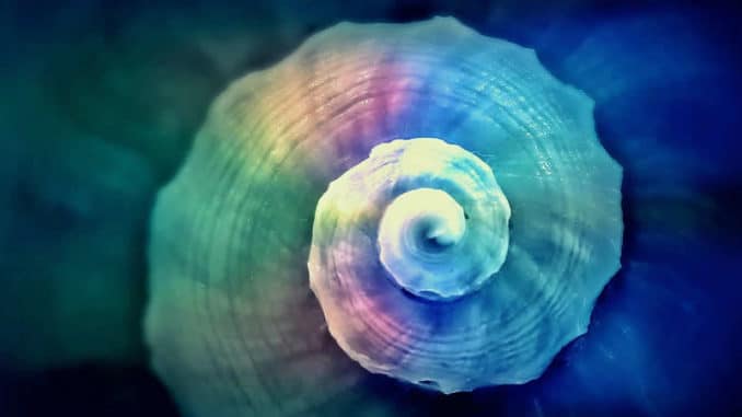 fossile Schnecke - Gehaeuse