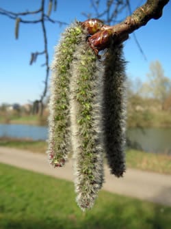 Aspen Zitterpappel