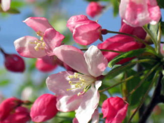 Holzapfel crab apple