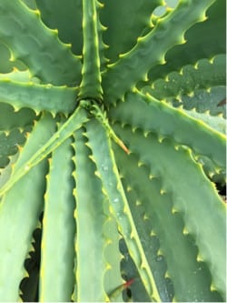 Sonne und Wasser – das ist das Lebenselixier der Aloe Vera