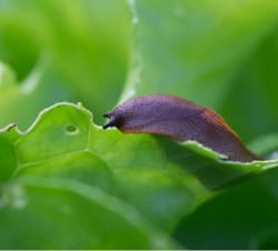 Der Garten als Spiegel der Persönlichkeit Storl Schnecke