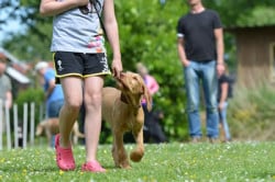 Hund Hundeschule