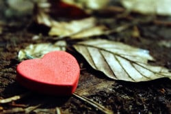 Herz-Blaetter-heart