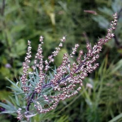 Beifuss-mugwort