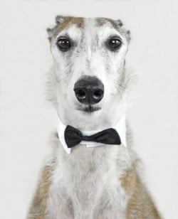Hund-Windhund