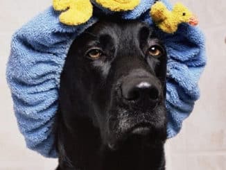 Hund-scharz-Badekappe-black-lab